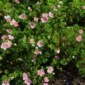 Dasiphora fruticosa Princess planta