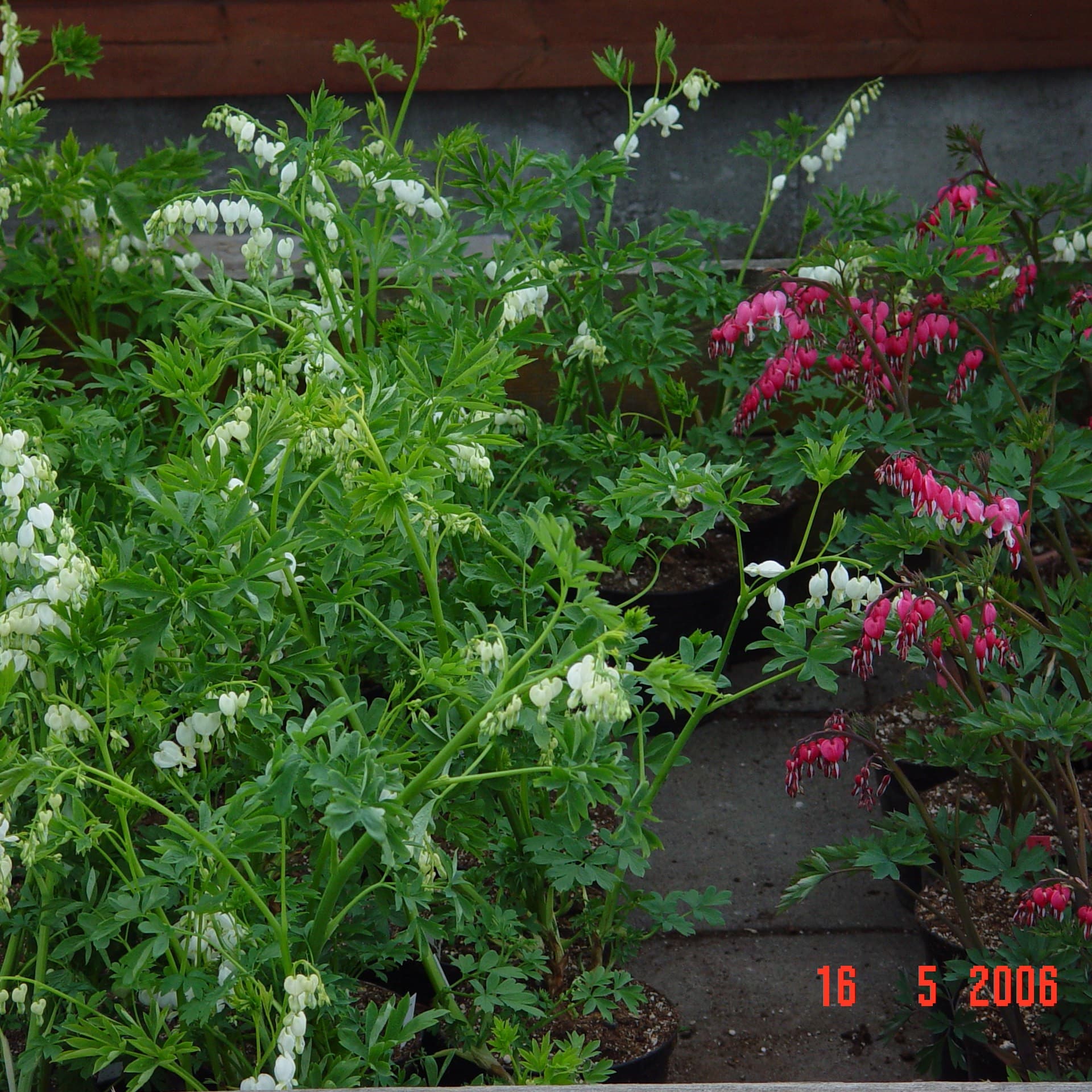 Lamprocapnos spectabilis - Image 2