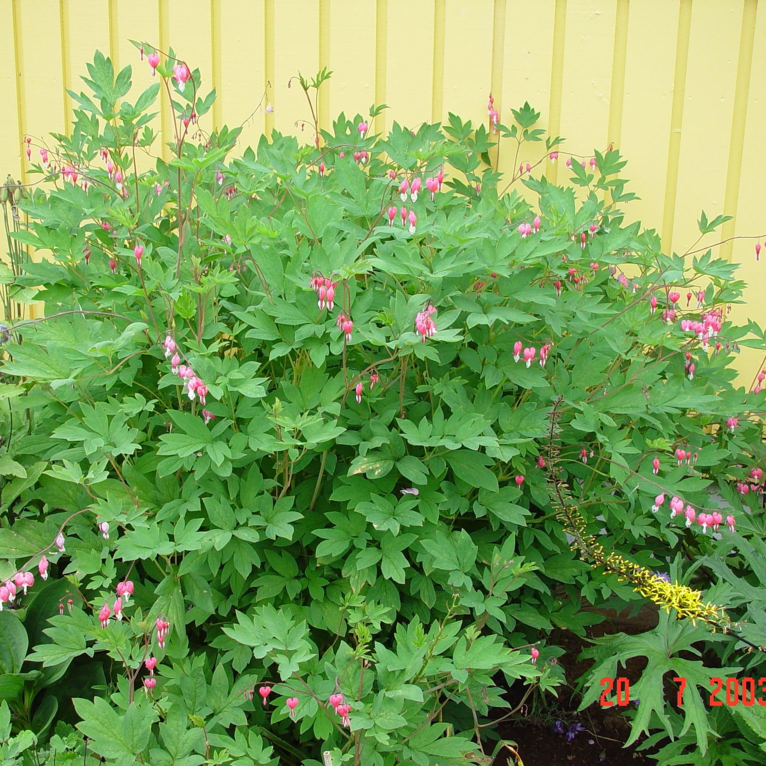 Lamprocapnos spectabilis - Image 3