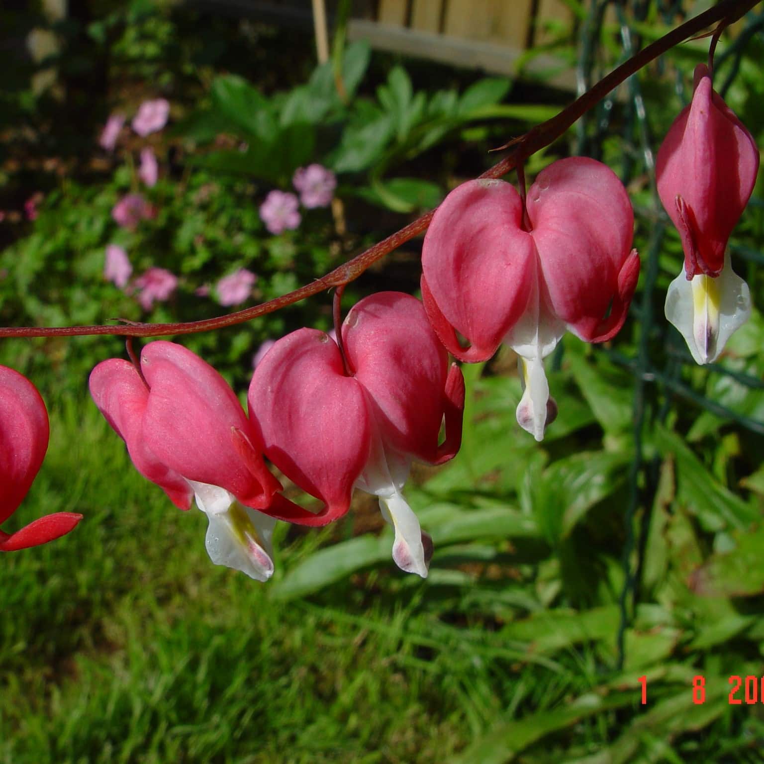 Lamprocapnos spectabilis - Image 4