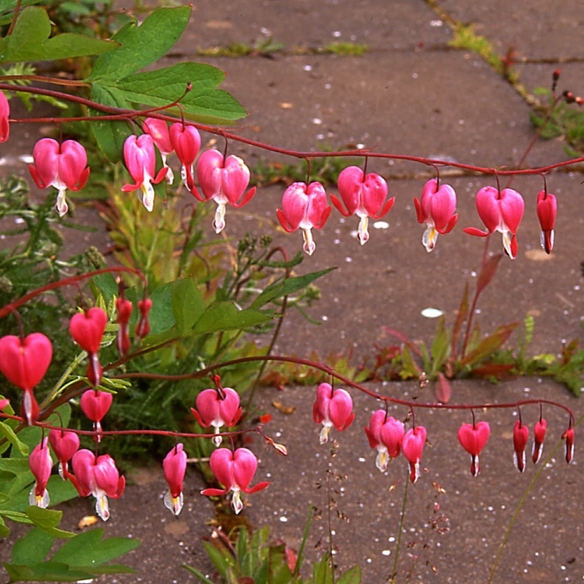 Lamprocapnos spectabilis