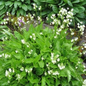 Dodecatheon dentatum_HAS