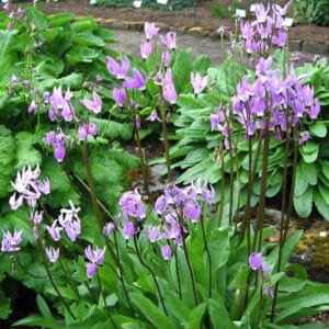 Dodecatheon jeffreyi_HAS