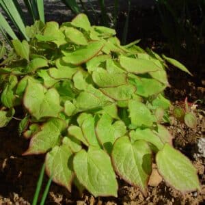 Epimedium alpinum - Alpamítur - planta 2 á Skagaströnd
