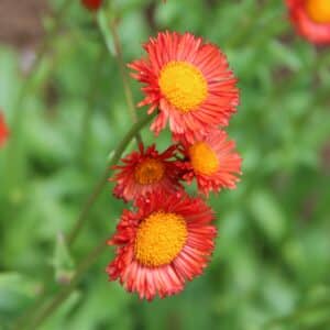 Erigeron aurantiacus - Gullkobbi - blómstrandi planta í LA 23. júlí 2021 (1)