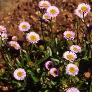 Erigeron leiomerus klappakobbi