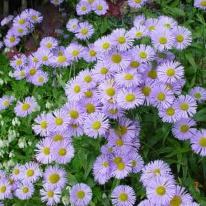 Erigeron speciosus - Garðakobbi - planta