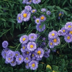 Erigeron speciosus garðakobbi