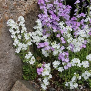 Erinus alpinus - Fjalladís - blómstrandi planta í GR 18. júlí 2015 (3)