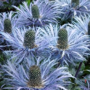 Eryngium alpinum Superbum_Alpaþyrnir Superbum_GH