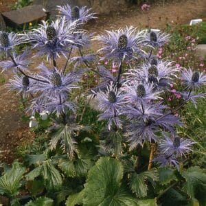Eryngium alpinum1_HAS