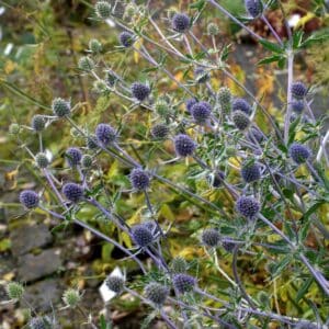 Eryngium planum_HAS