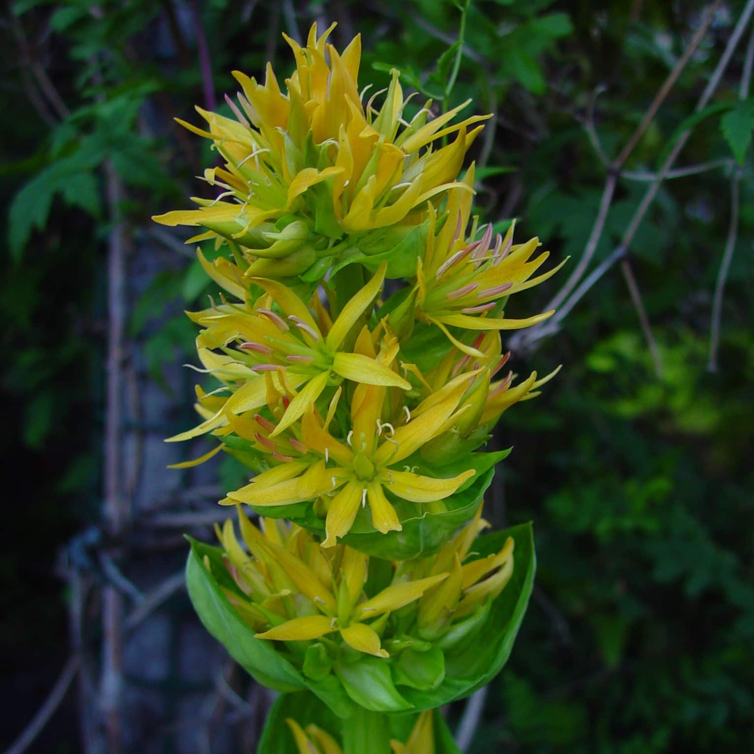 Gentiana lutea - Image 2