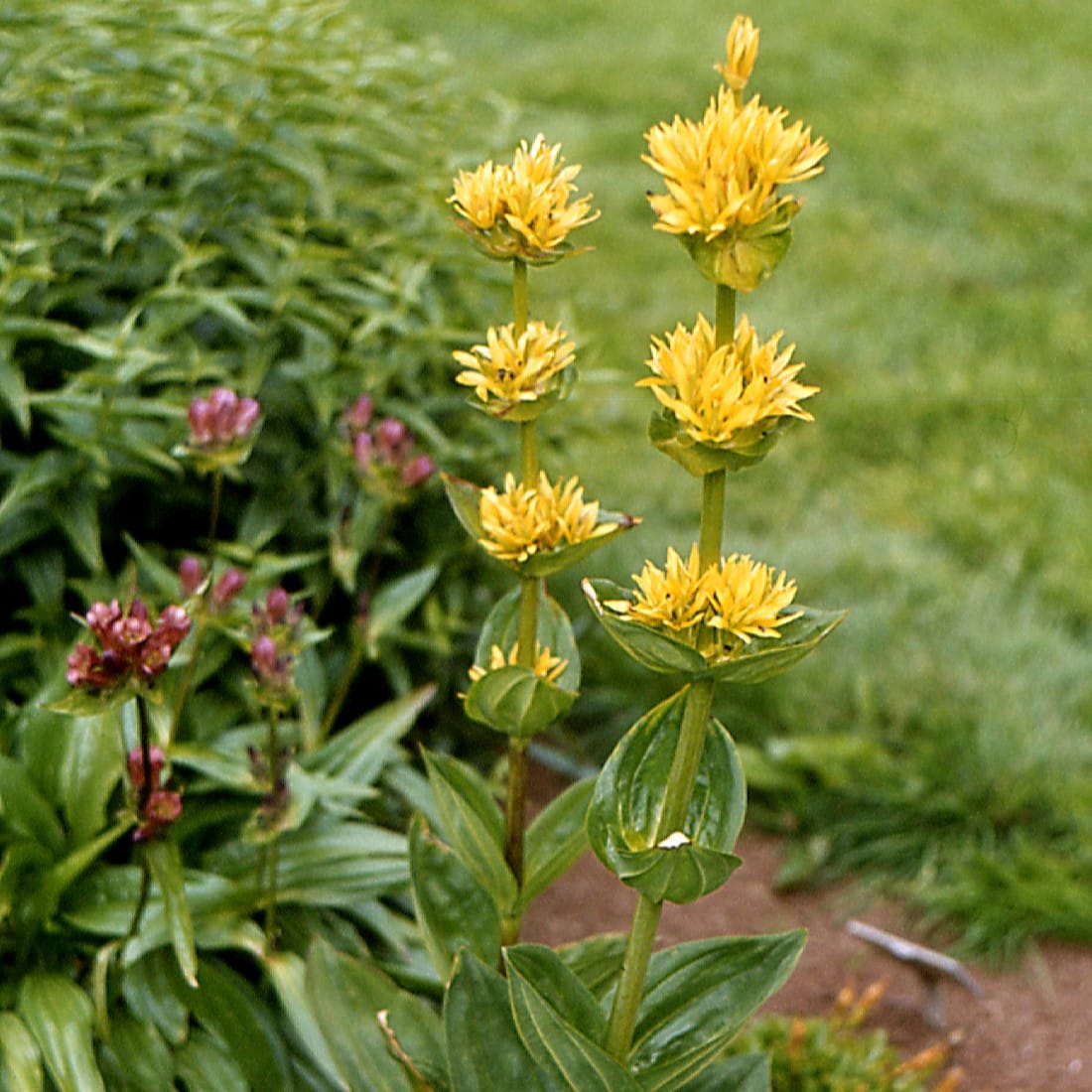 Gentiana lutea