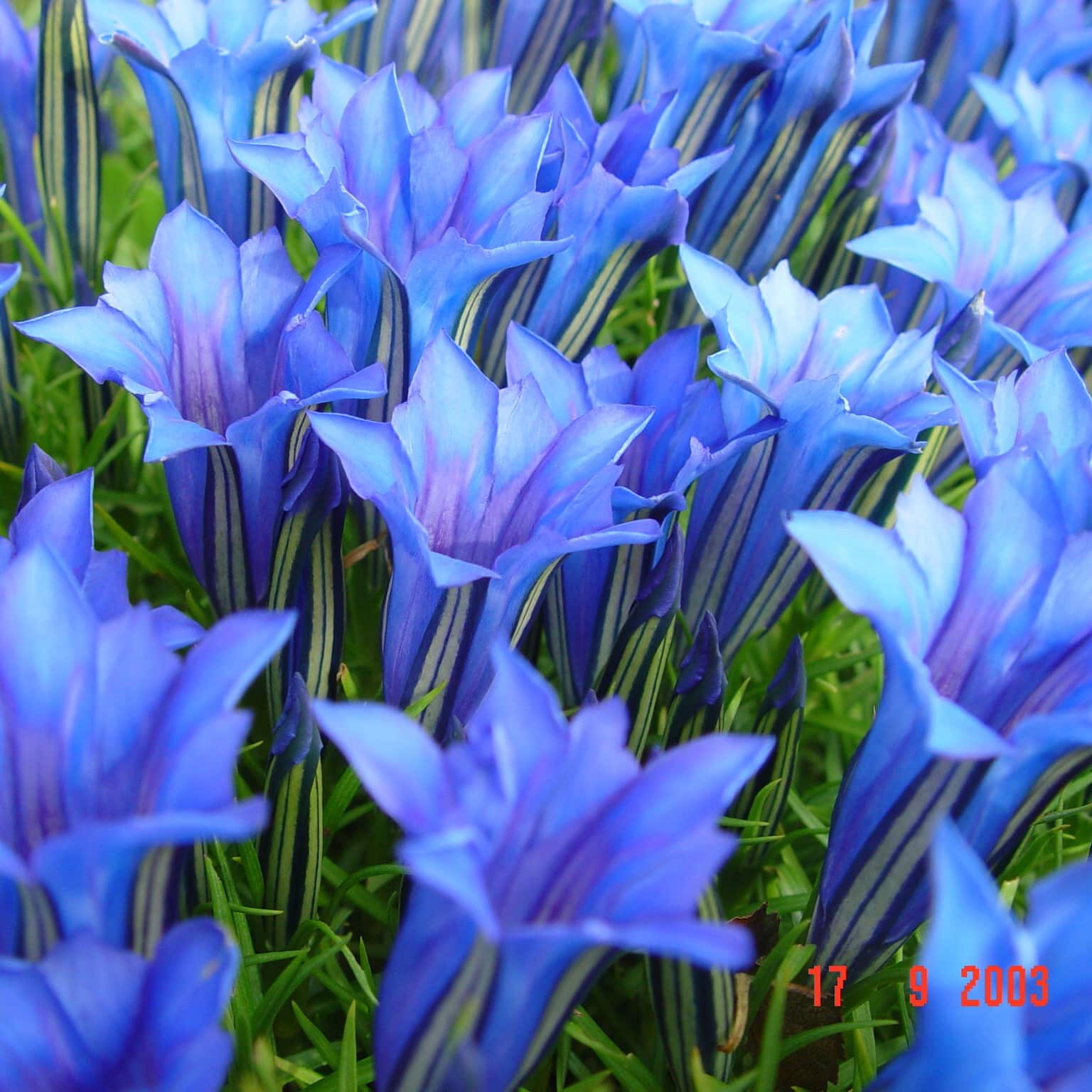 Gentiana sino-ornata