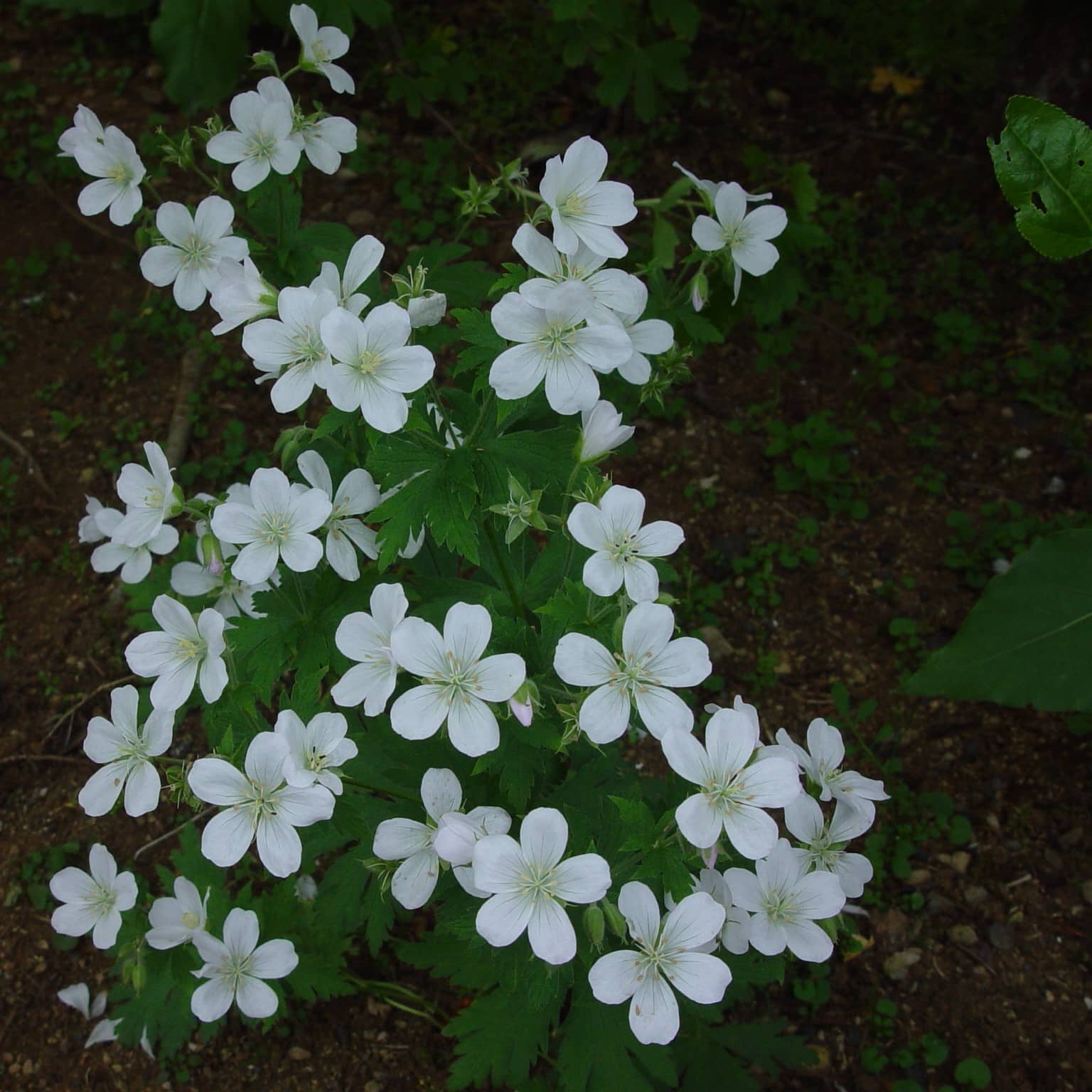 Geranium sylvaticum 'Album'
