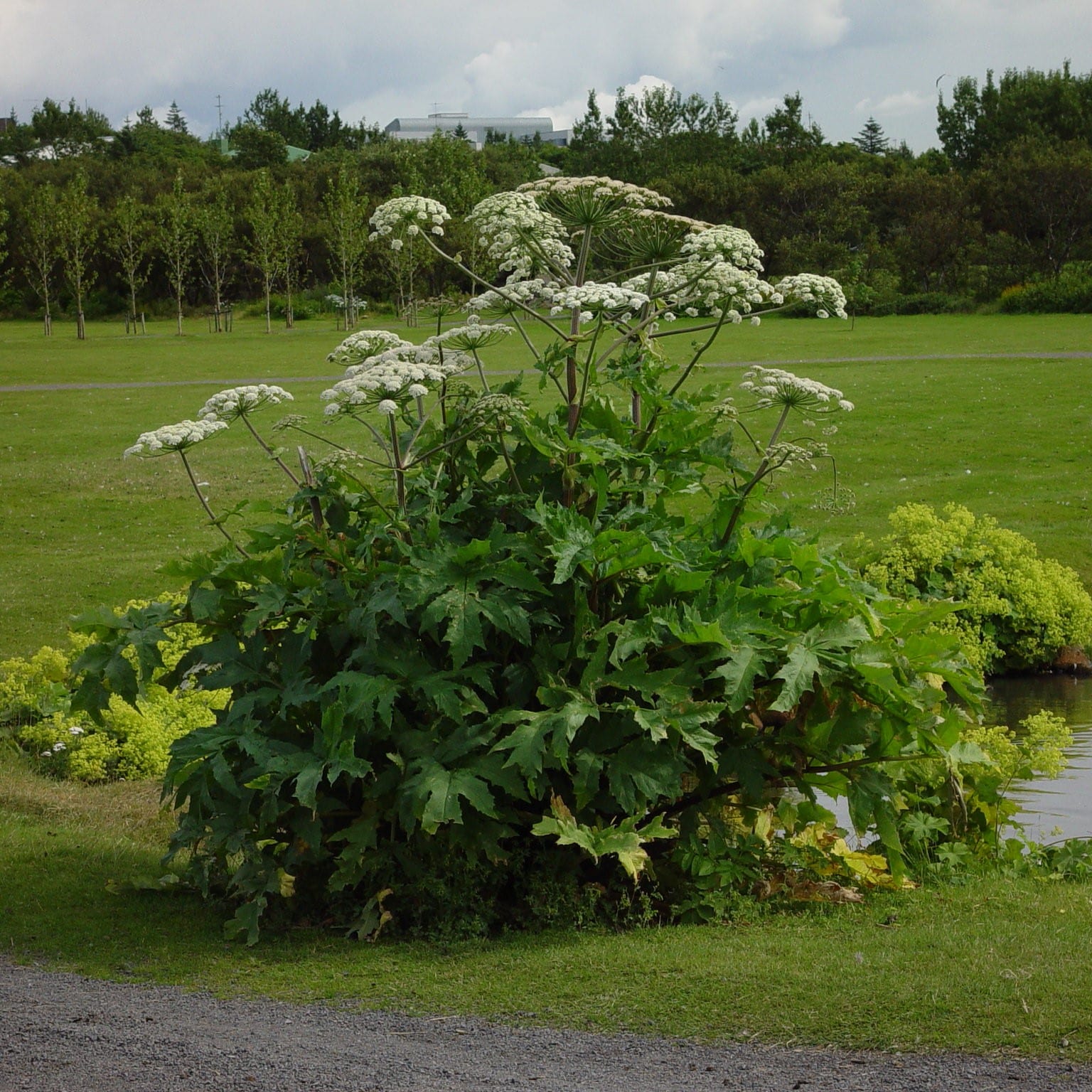 Heracleum mantegazzianum