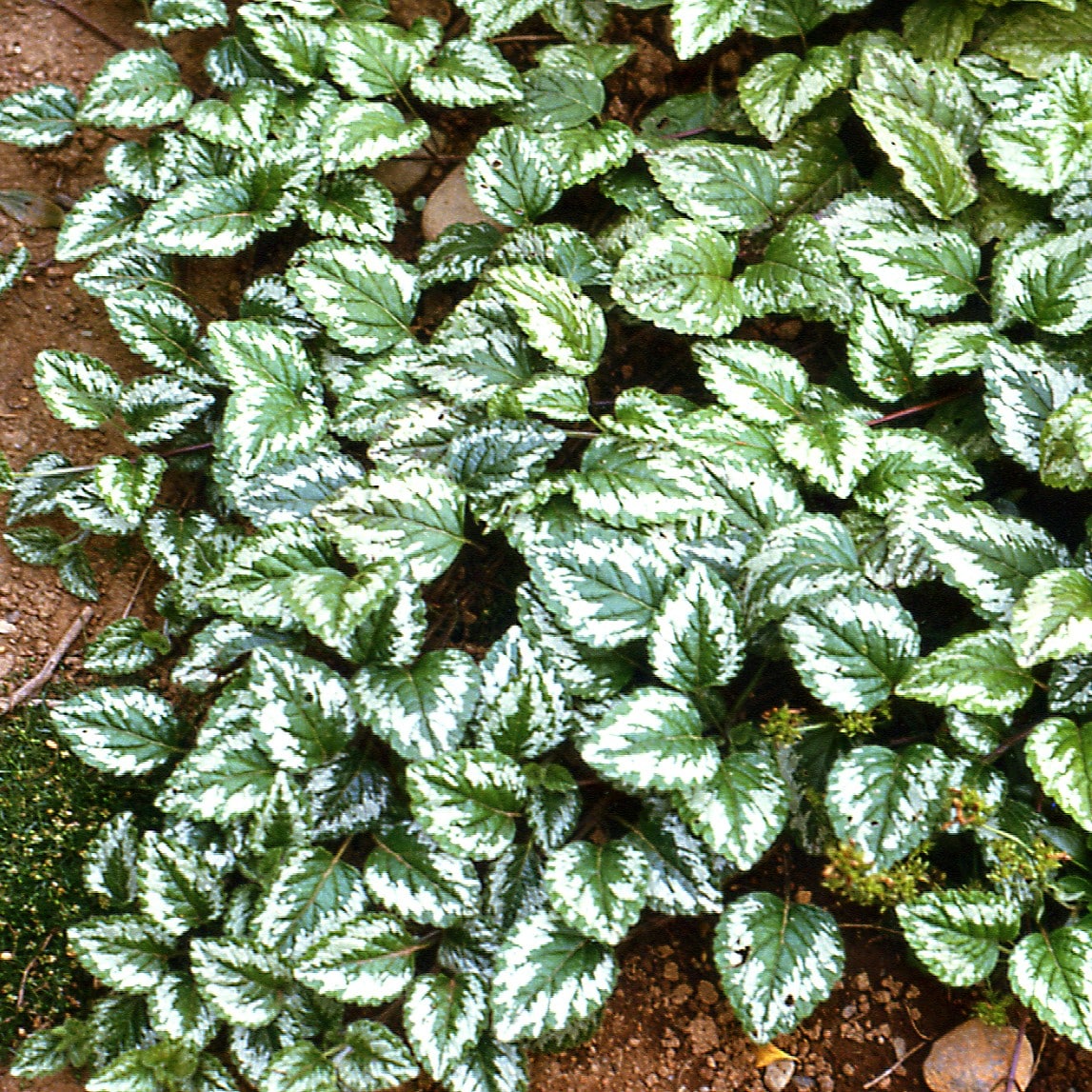 Lamium galeobdolon - Image 4