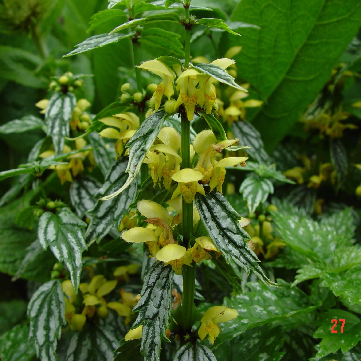 Lamium galeobdolon - Image 3