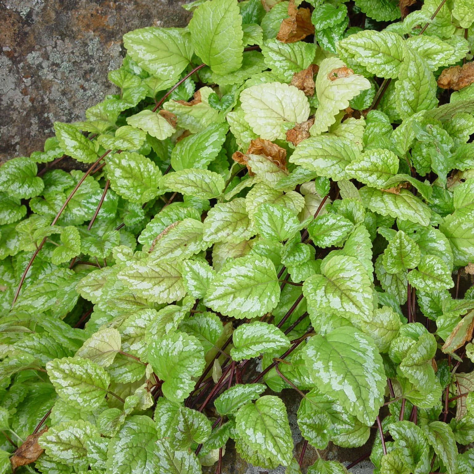 Lamium galeobdolon - Image 2