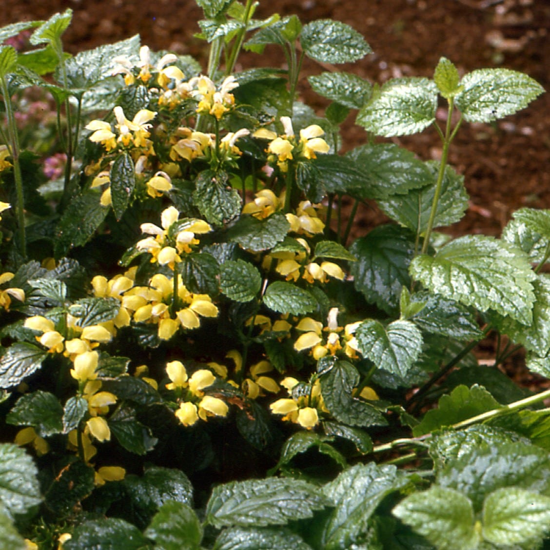 Lamium galeobdolon