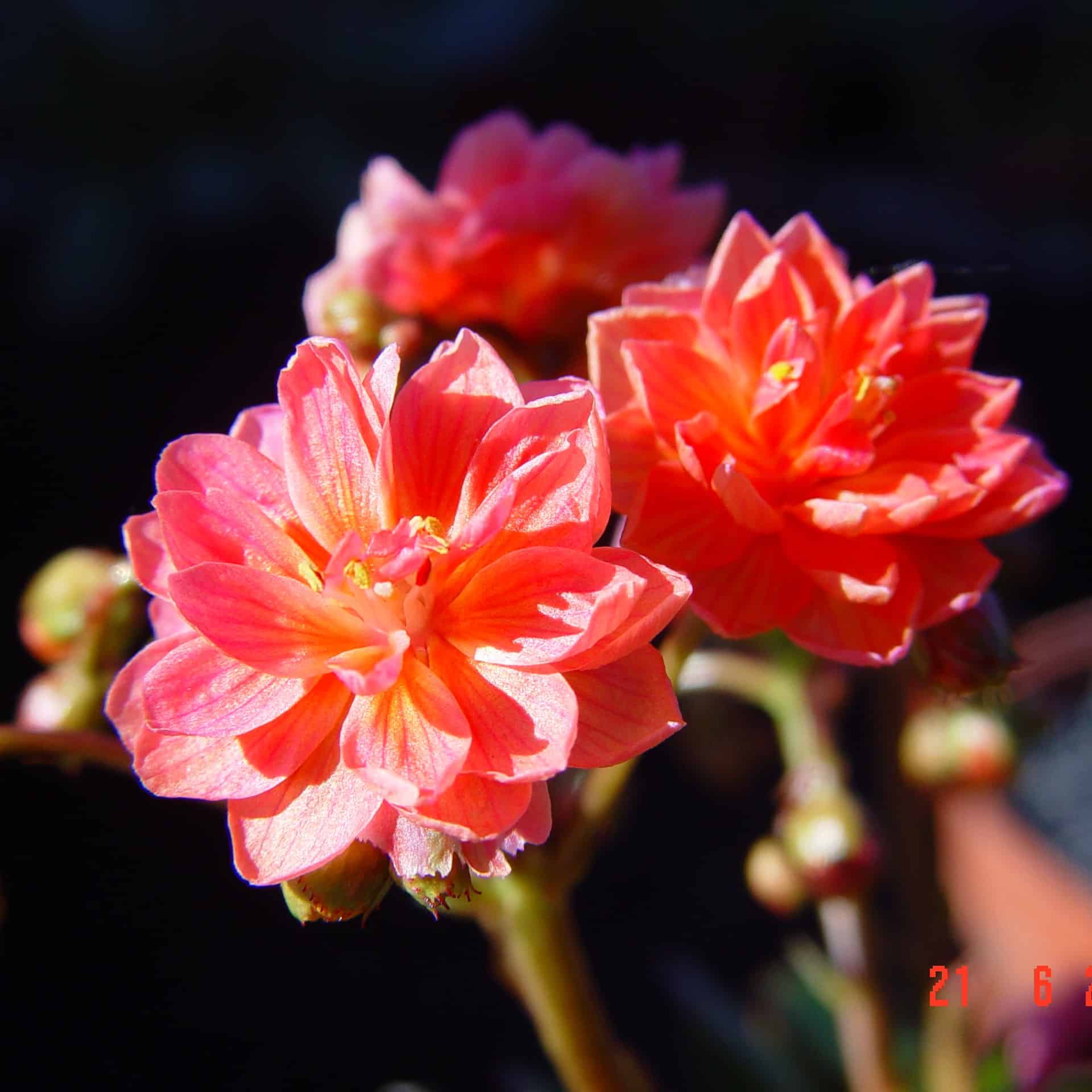 Lewisia cotyledon 'Regenbogen'