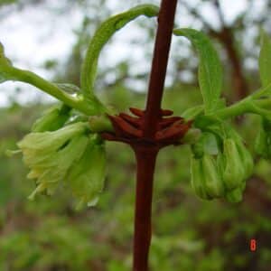 Lonicera caerulea - Blátoppur - nærmynd af blómum og stöngul