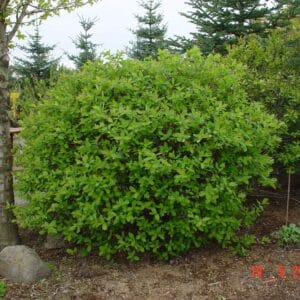 Lonicera caerulea Þokki_ Blátoppur_GH