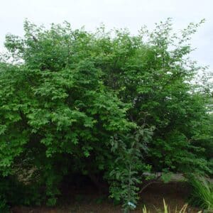 Lonicera deflexicalyx - Gultoppur_GH