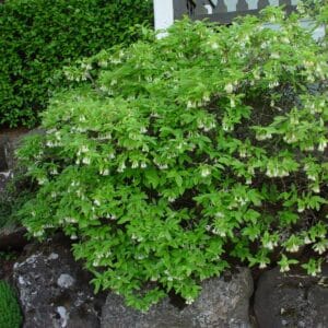 Lonicera hispida - Klukkutoppur - blóm_GH