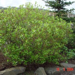 Lonicera involucrata Kera - Glótoppu - planta_GH
