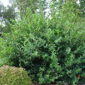 Lonicera ledebourii - Glæsitoppur - planta GR