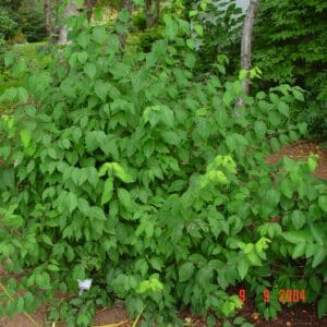 Lonicera nigra - Surtartoppur - planta_GH