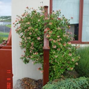 Lonicera periclymenum Belgica - Skógartoppur_GH