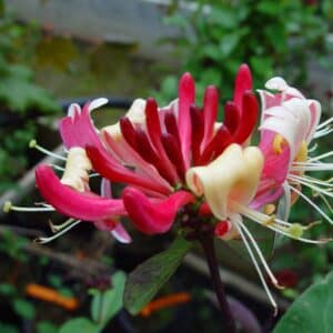 Lonicera periclymenum E.Brand_Skógartoppur_GH