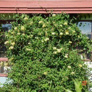 Lonicera periclymenum - Skógartoppur_GH