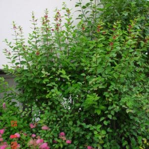 Lonicera tatarica Arnold Red - Rauðtoppur_GH