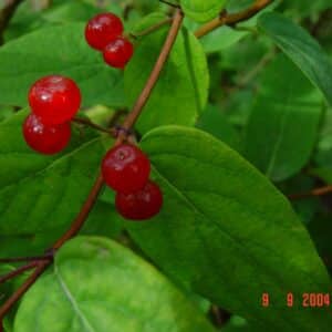 Lonicera tatarica - Rauðtoppur - ber_GH