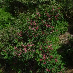Lonicera tatarica Skriðustekkur - Rauðtoppur, bleikur planta_GH