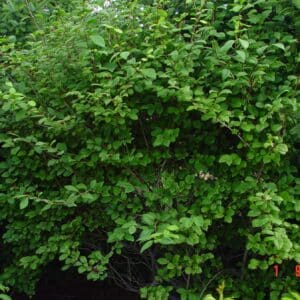 Lonicera xylosteoides - Dúntoppur - planta_GH