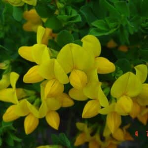 Lotus corniculatus - blóm 2