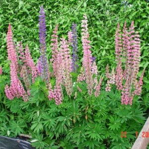 Lupinus x polyphyllus Russell_Skrautlúpína_GH