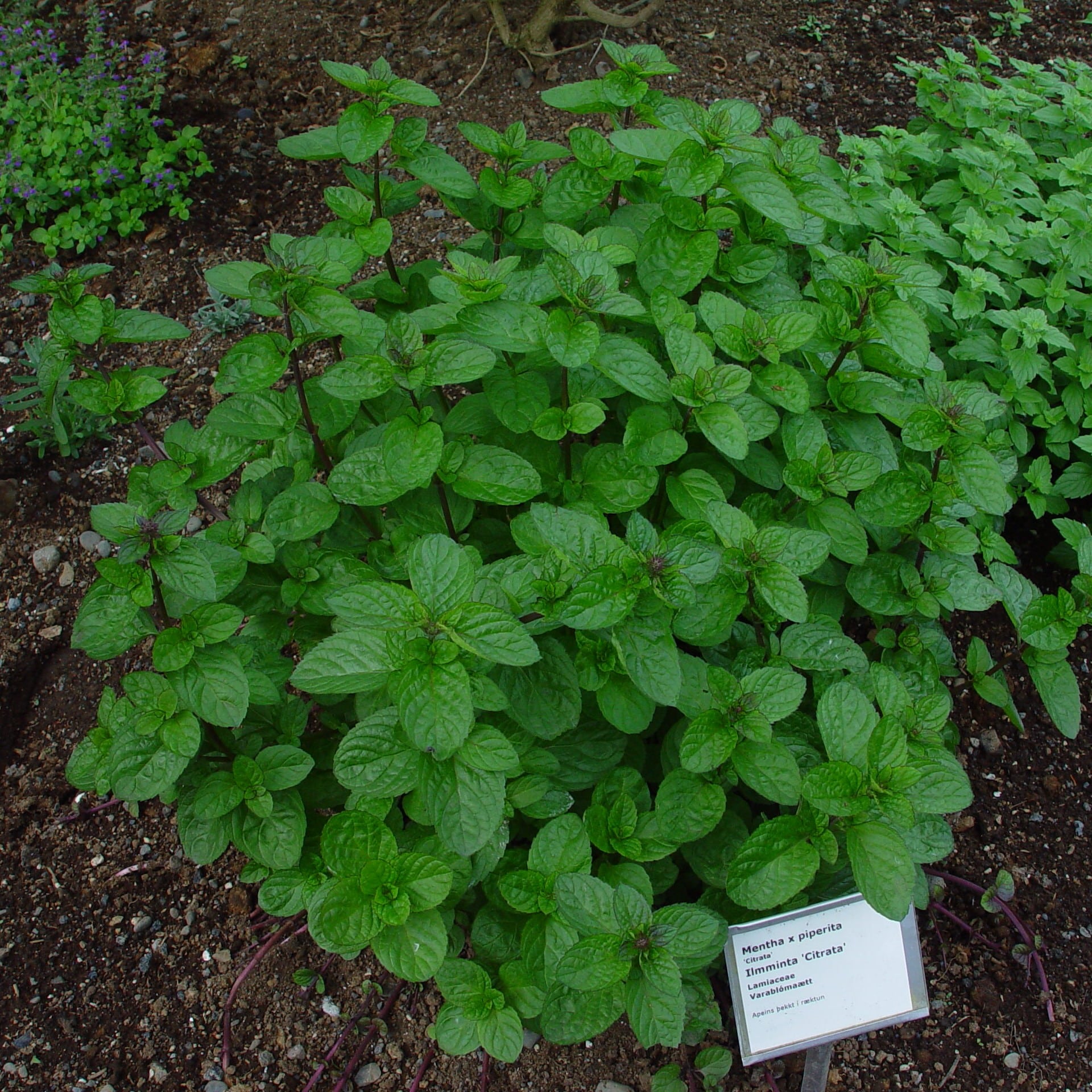 Mentha x piperita 'Citrata'
