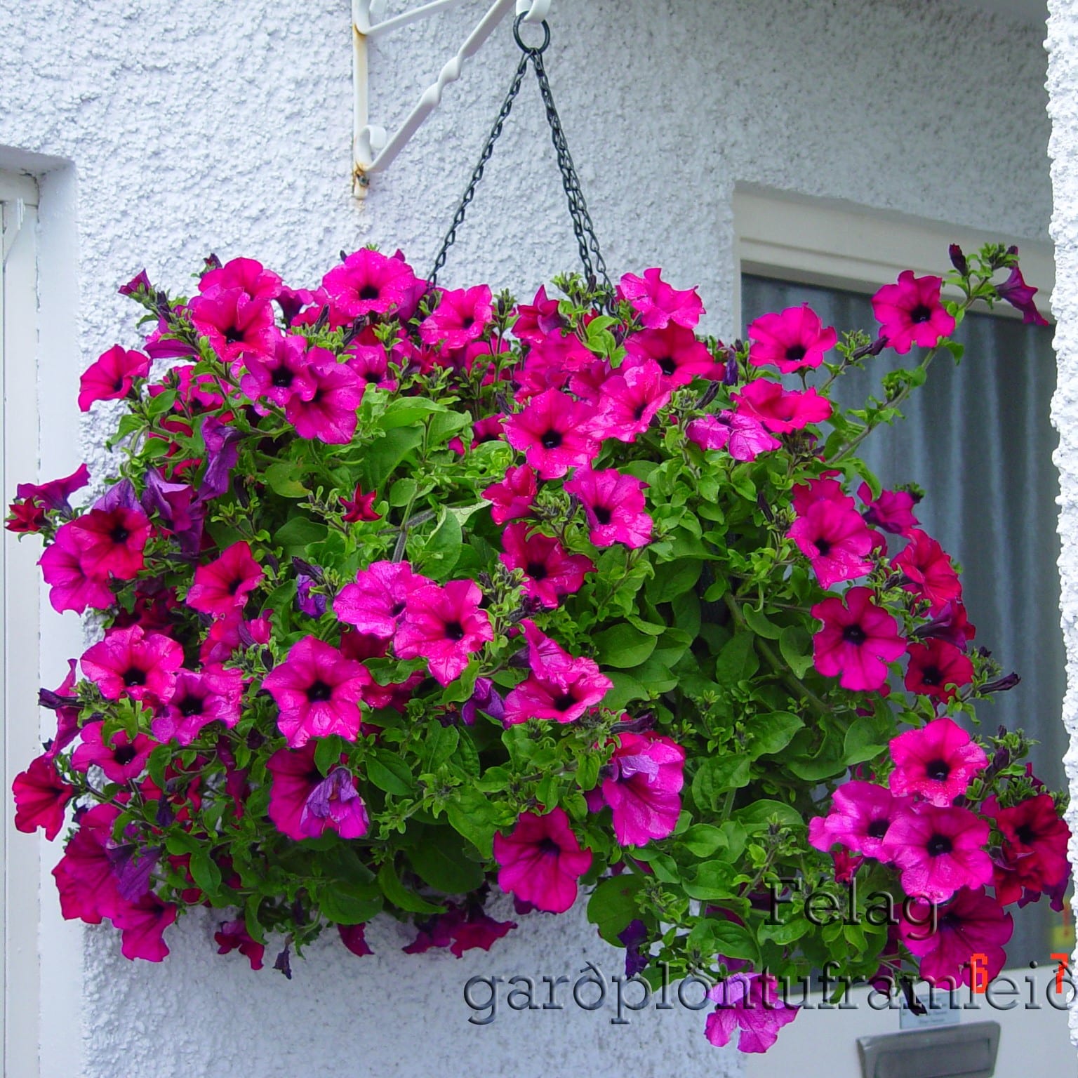 Petunia x hybrida 'Surfina'