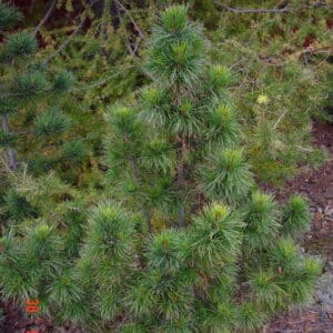 Pinus cembra - Lindifura - lítil planta