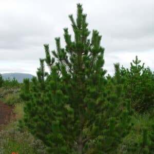 Pinus contorta - Stafafura - planta