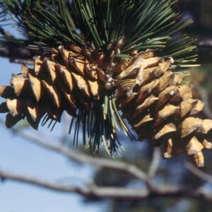 Pinus flexilis Sveigfura