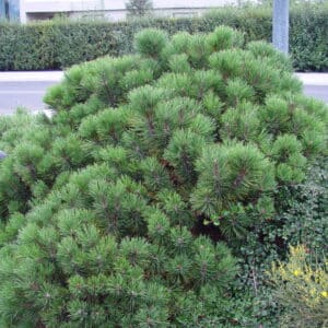 Pinus mugo var pumilio - Dvergfura - planta_GH