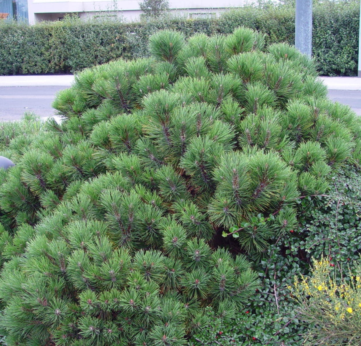 Pinus mugo var. pumilio