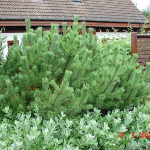 Pinus mugo var. mughus - Fjallafura - planta
